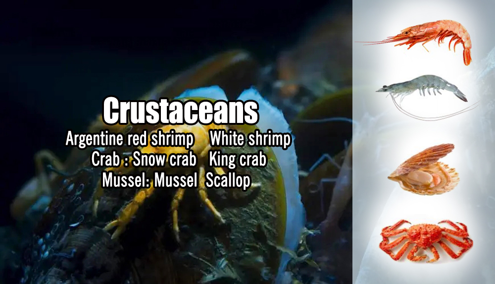 Crustaceans:Argentine red shrimp(Pleoticus muelleri) White shrimp (Penaeus Vannamei)Crab:Snow crab(Chionoecetes opilio), King crab(Lithodes Santolla)
Mussel:Mussel(Mytilus chilensis) scallop(pecten maximus)