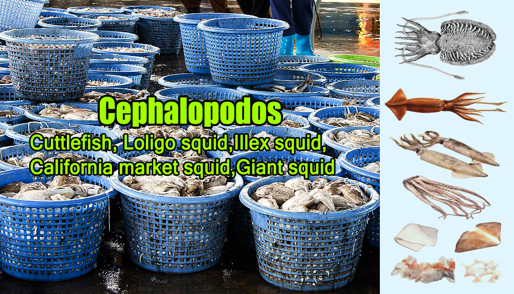 Cephalopodos:Cuttlefish(Sepia offinalis ),Loligo squid (Loligo gahi) Illex squid(Illex argentines) California market squid (Doryteuthis (Loligo) opalescens),Giant squid(Dosidicus gigas)
